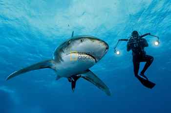 Açgözlü Köpekbalıkları