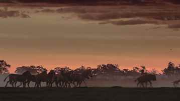 Afrika'nın Ölümcül Avcıları: Botswana Derlemesi