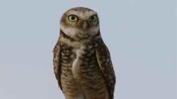 Amerika'nın En Komik Hayvanları