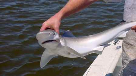 Amerikan Köpekbalıkları