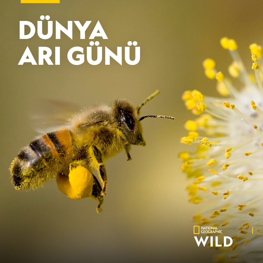 Arıların Gizemli Dünyası