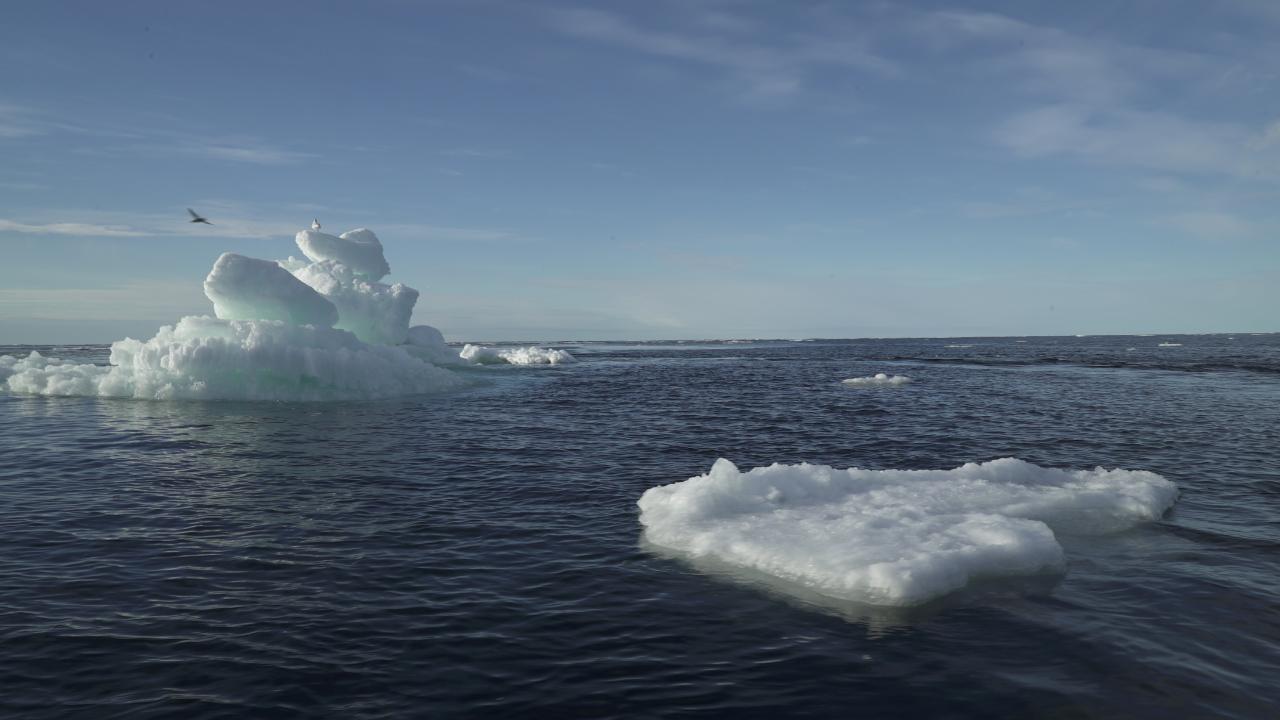 Arktik Bölgesi Tehlike Altındaki Sığınak