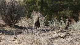 Avcının İntikamı