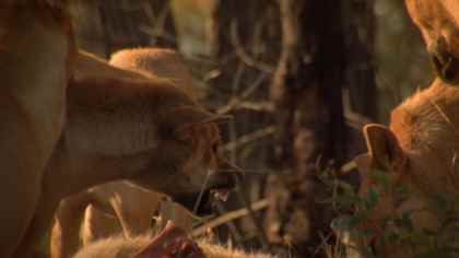 Avustralya'nın Ölümcül Canavarları