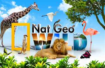 Bataklık Aslanları