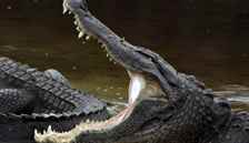 Bataklık Ejderlerinin Savaşı