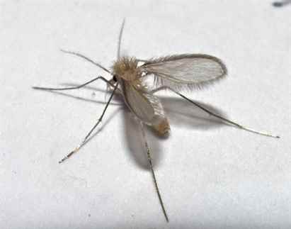 Böcekler, Parazitler, Tropik Hastalıklar