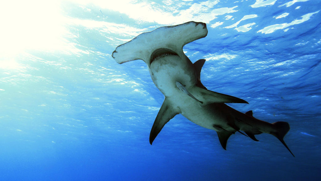 Boğa Köpekbalıkları Çekiç Başlı Köpekbalıklarına Karşı