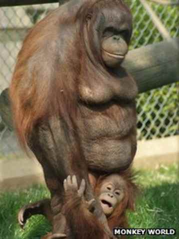 Britain's New Hongkongers