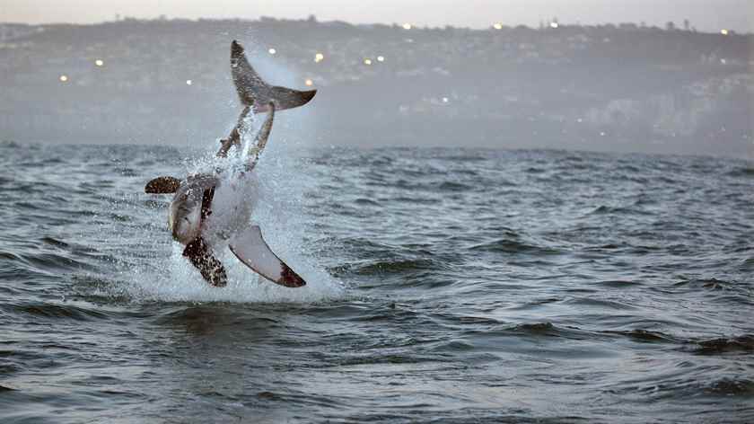 Büyük Köpekbalığı Kuralı