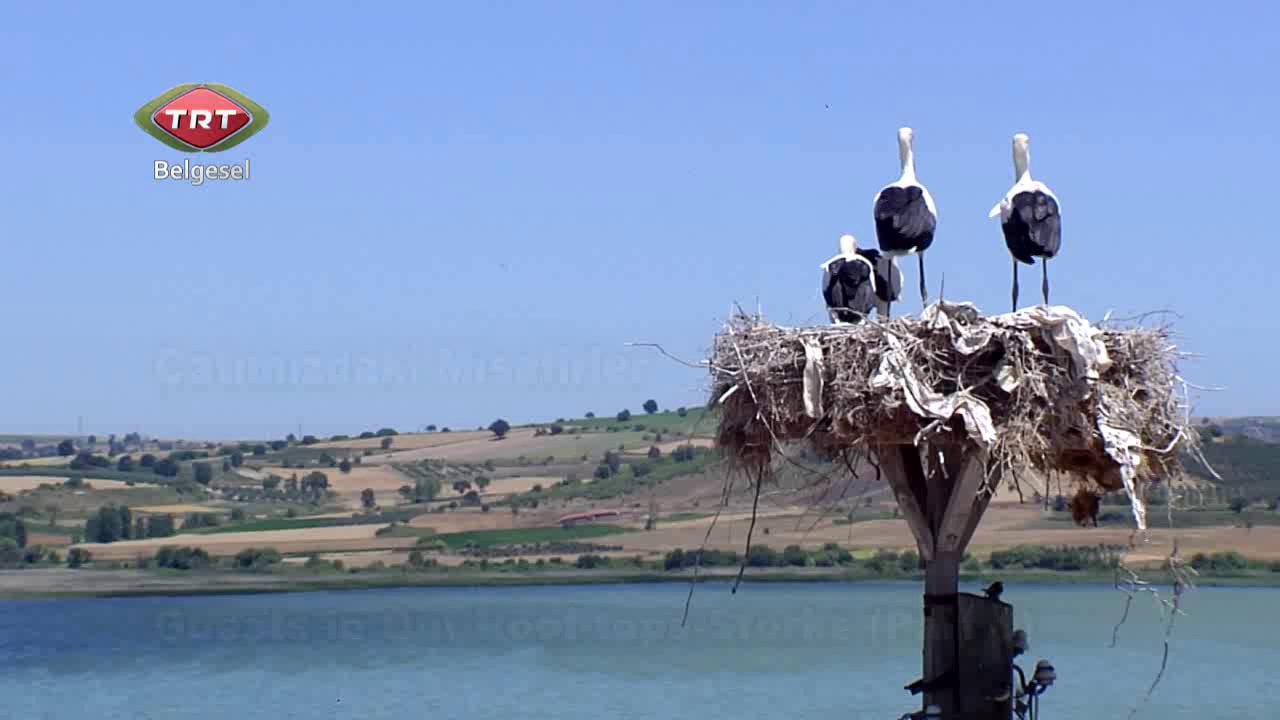 Çatımızdaki Misafirler Leylekler