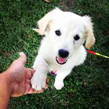 Cesar Milan'ın Köpek Kabusları