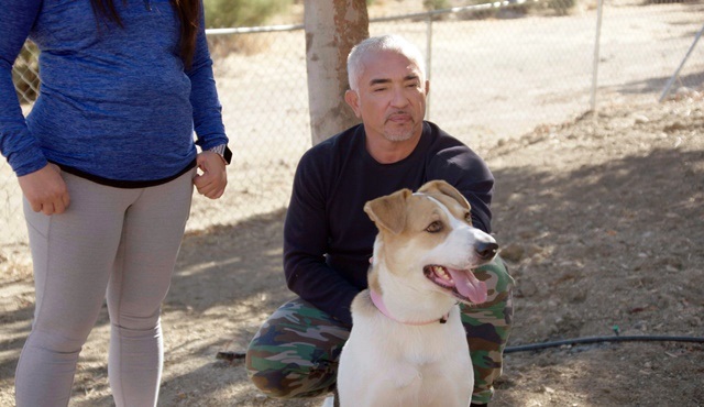 Cesar Millan: İyi İnsan, İyi Köpek Özel