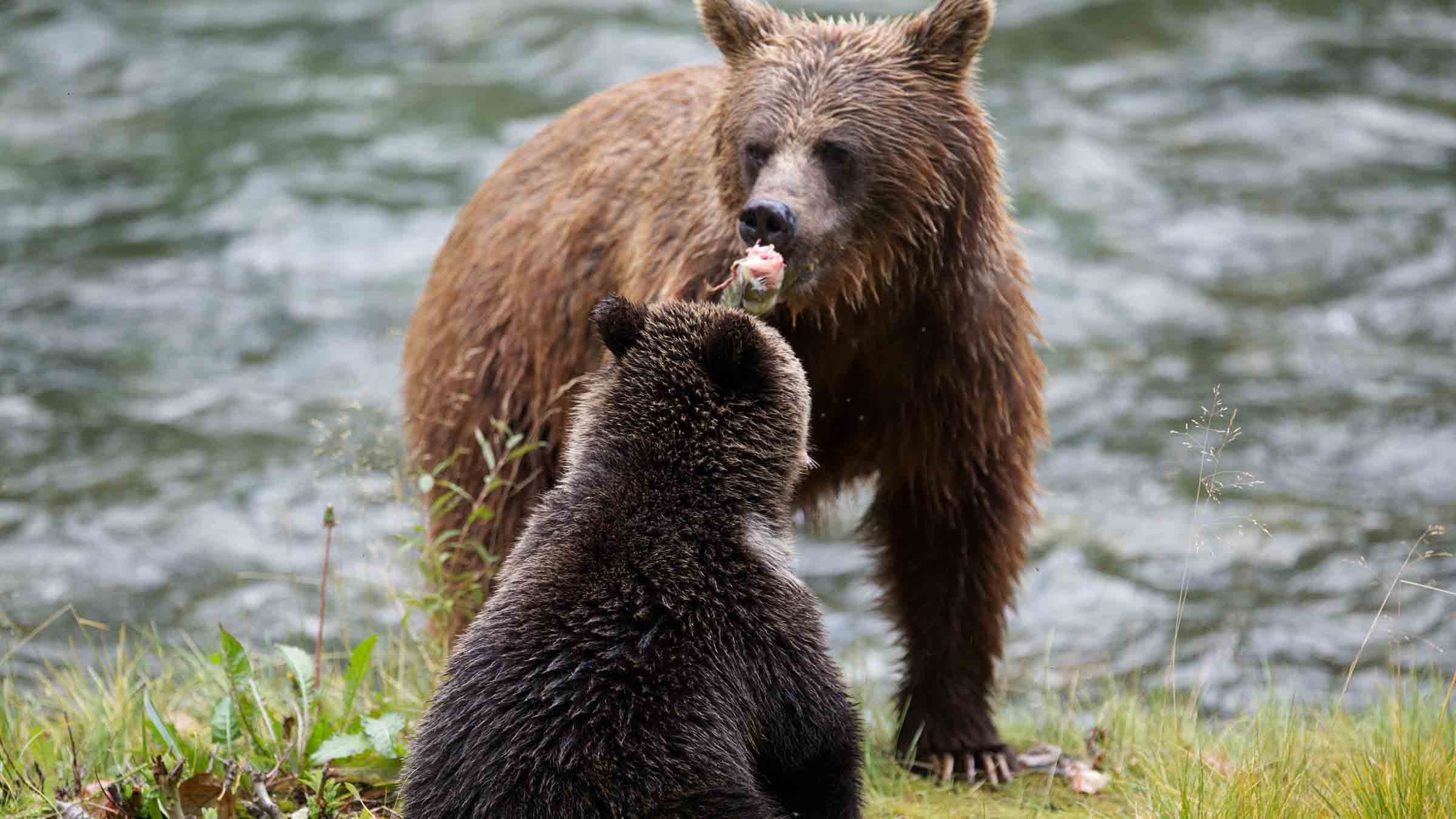 Çitalar: Yavrular Büyürken