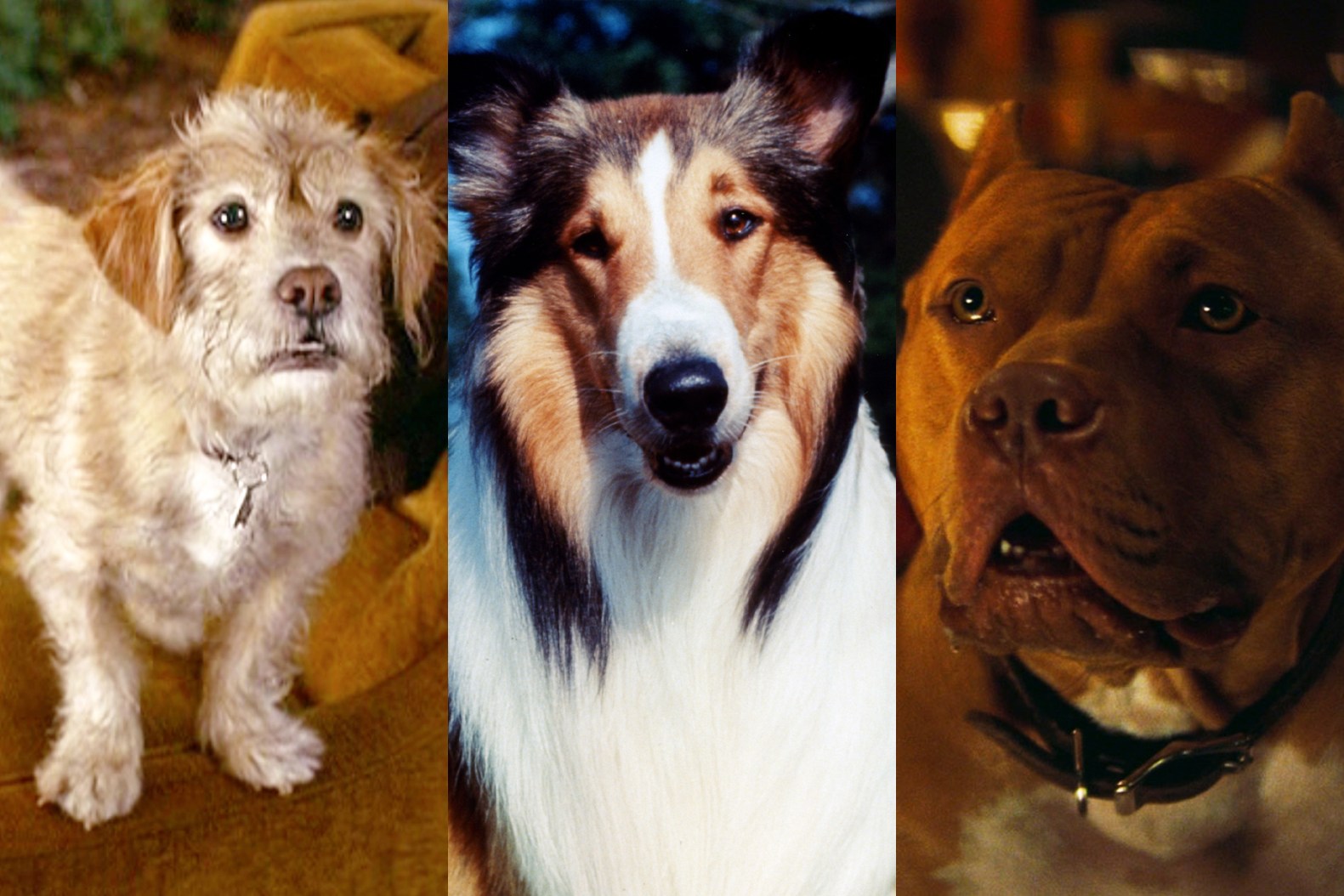 Dog Ve Mırales