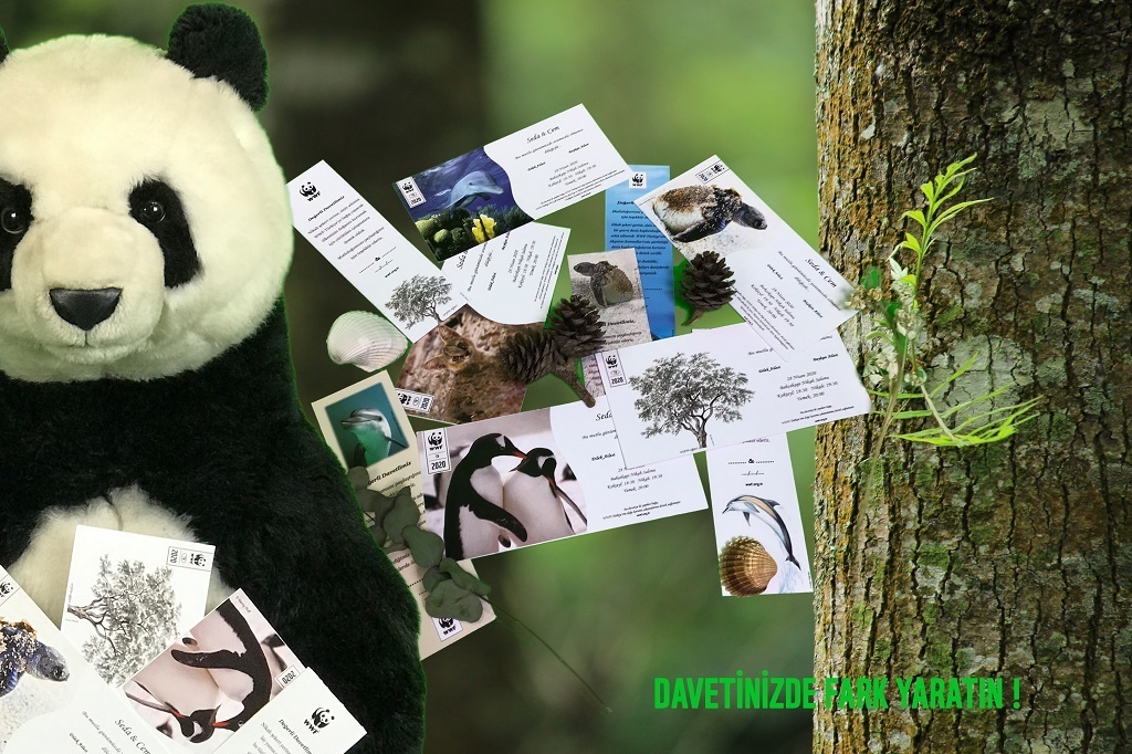 Doğal Hayat - Ayılarla Tanışın