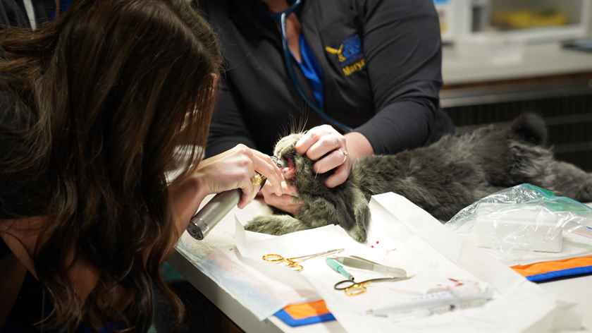 Dr. T: Lone Star Veterineri