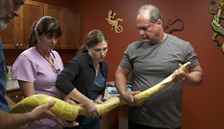 Egzotik Hayvanlara İlk Yardım / Özel Bölüm