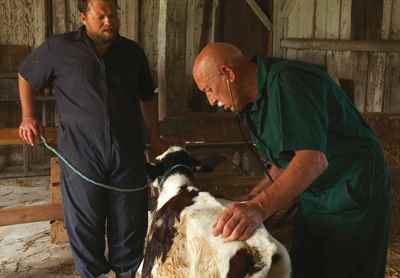 Egzotik Hayvanlara İlk Yardım Sürüngenler Özel