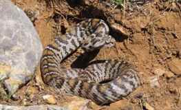 Engerek Yılanı: Zehirli Dişler