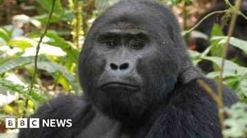Extreme Conservation