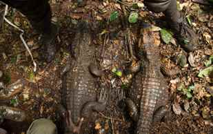 Gabon’un Mağara Timsahları