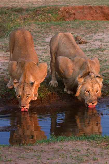 Göl Kıyısı Katilleri