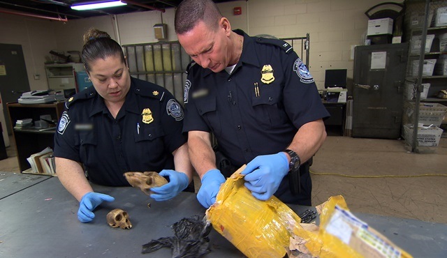 Gümrük Kontrol: Avrupa