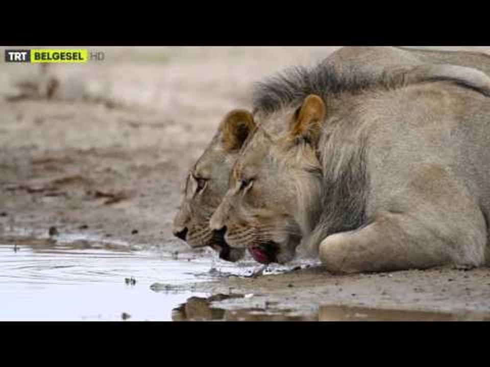 Güney Afrika'nın Vahşi Doğası