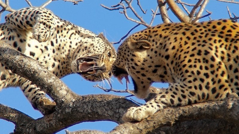 Hayvanların Dövüş Kulübü ( 4.sezon )