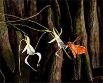 Hindenburg: Yeni Araştırmalar