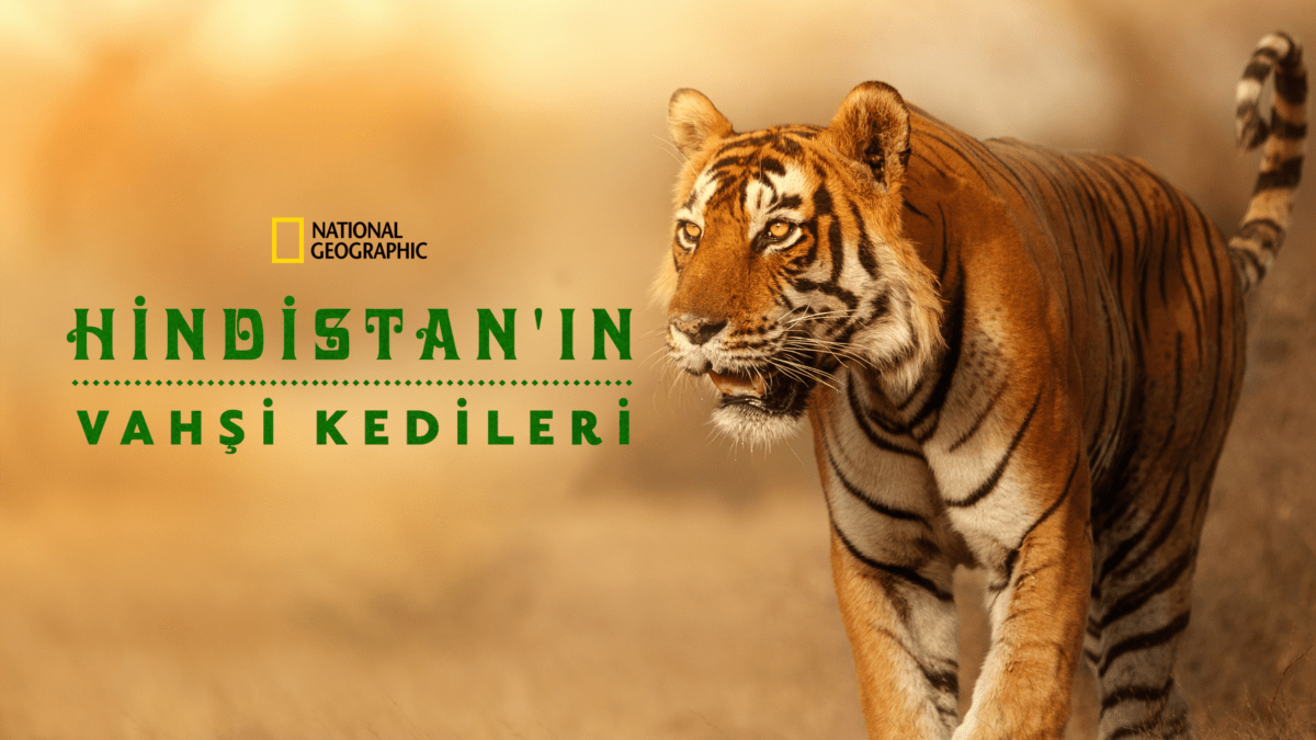 Hindistan'ınvahşi Kedileri