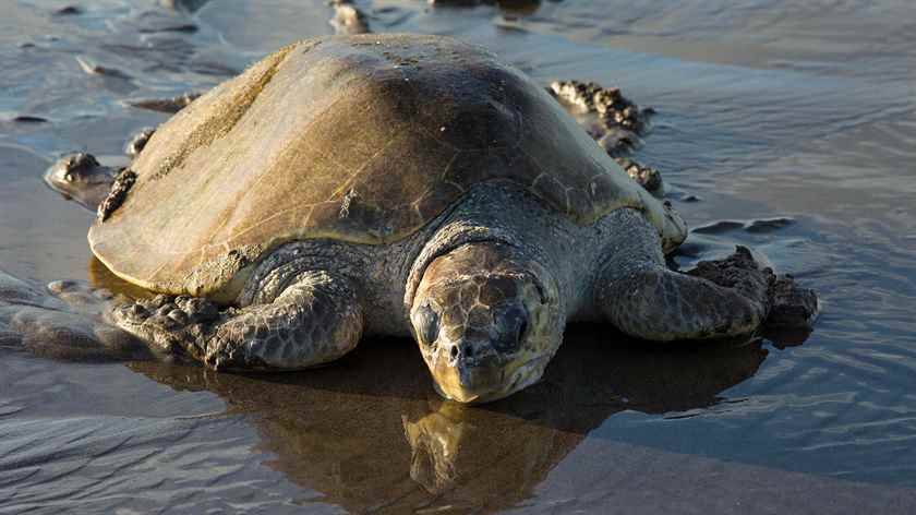 Hitler'in Amerika Savaşı
