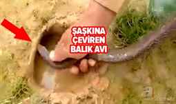 İnanılmaz Afrika Yılanı