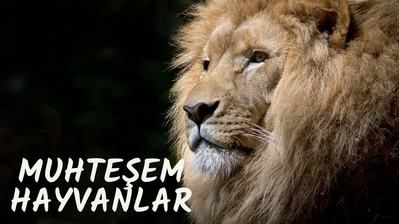 İnanılmaz Hayvan Yolculukları