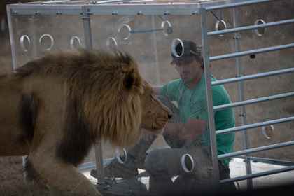 İnsan Aslana Karşı