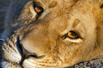 İnsan Çitaya Karşı