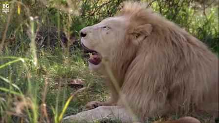 İnsanlar ve Köpekler