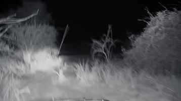 Joel Lambert İle Yırtıcılarla Burun Buruna