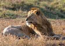 Kaplan Köpekbalığı Kralı