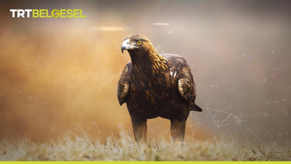 Kaya Kartalı Vahşi Yaşamın Çağrısı