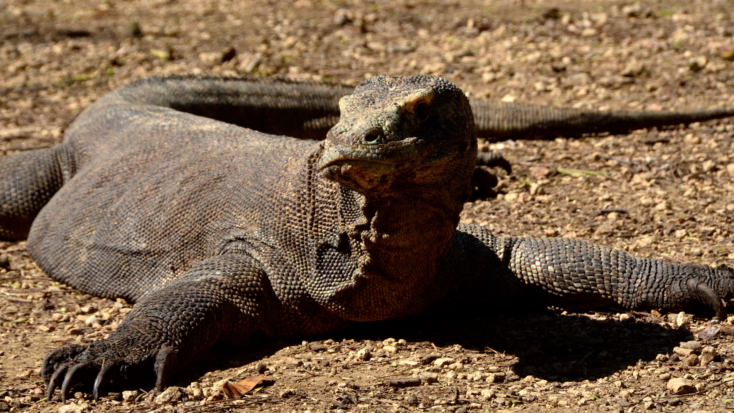 Komodo Ejderleri