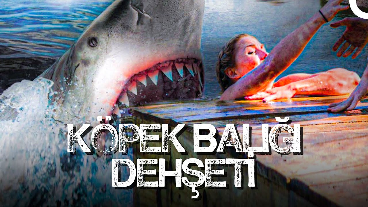 Köpek Balığı İmparatorluğu