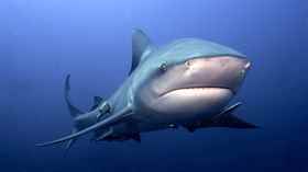 Köpekbalığı İnsana Karşı