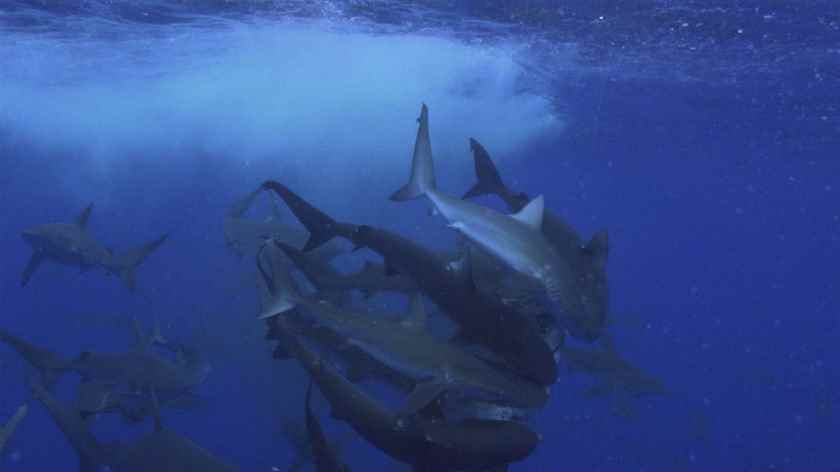 Köpekbalığı Orkinosa Karşı