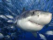 Köpekbalığı Saldırıları 2