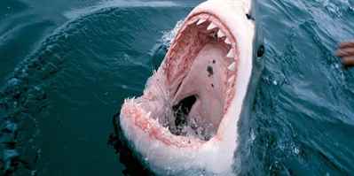 Köpekbalığı Saldırıları