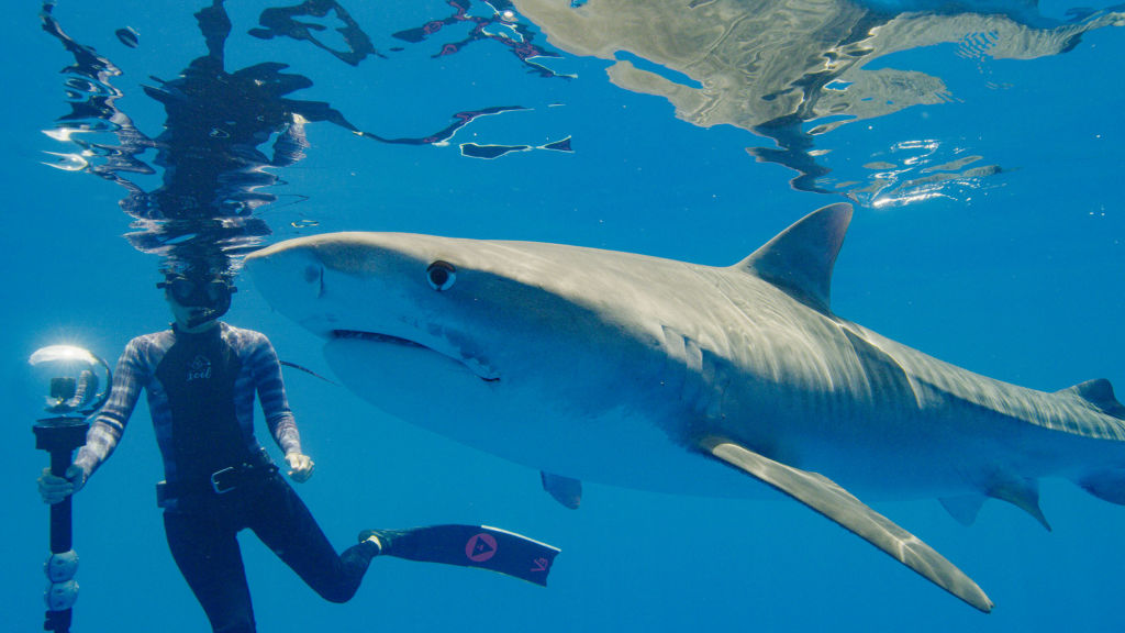 Köpekbalığı Sürüsü
