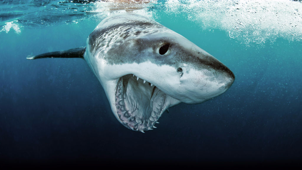 Köpekbalığından Nasıl Kurtuldum?