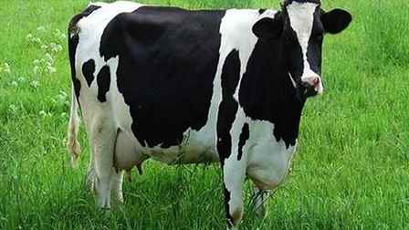 Köpekbalıkları Amerika'da